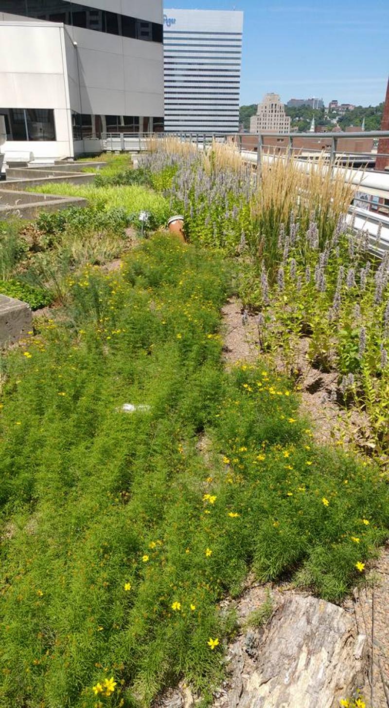 Macy's Corporate Plaza Restoration 